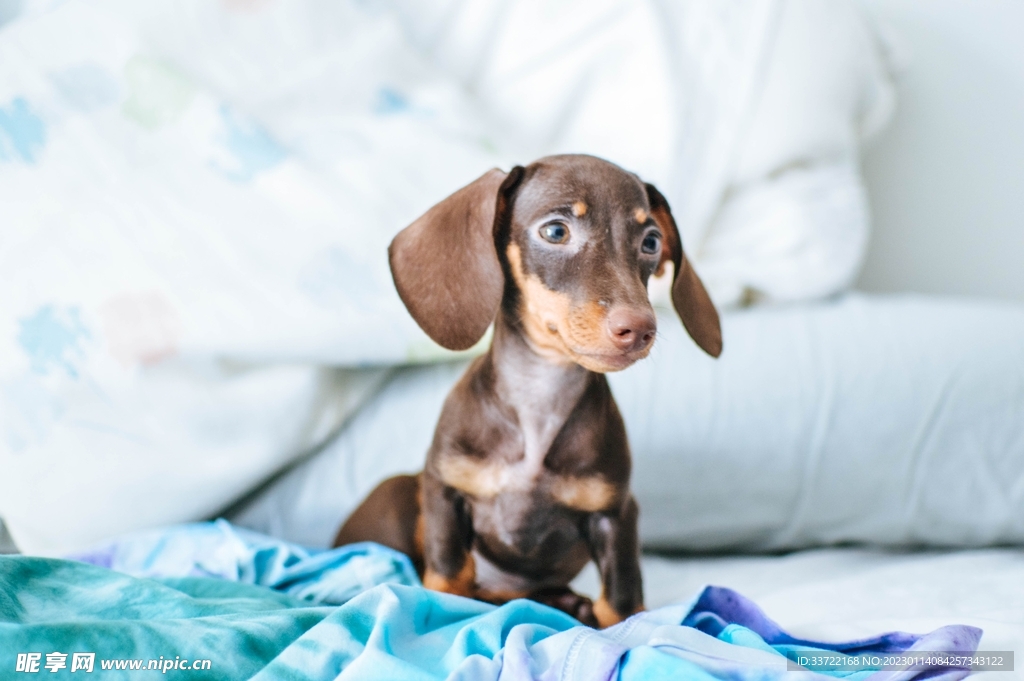 比格犬