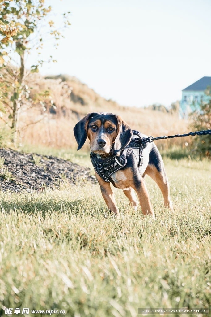 比格犬