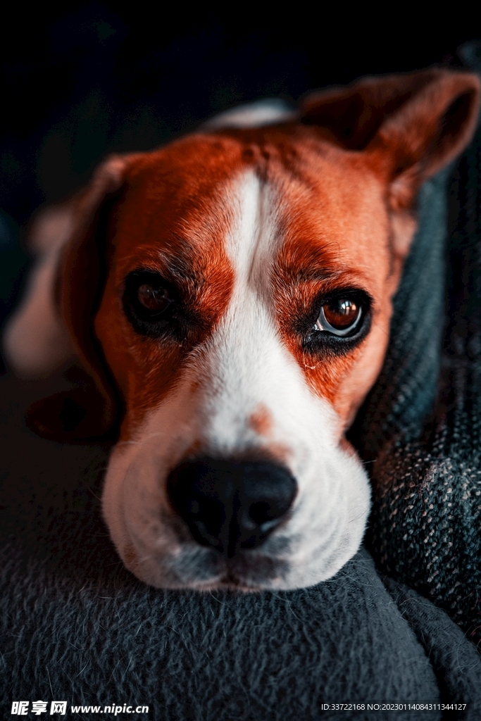 比格犬