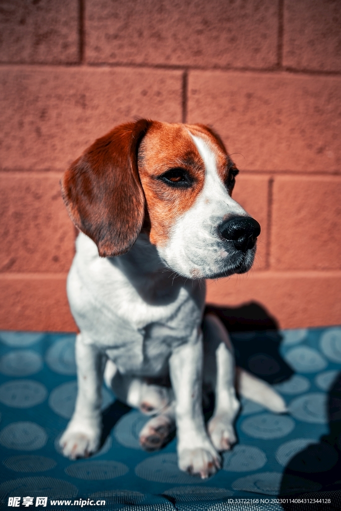 比格犬