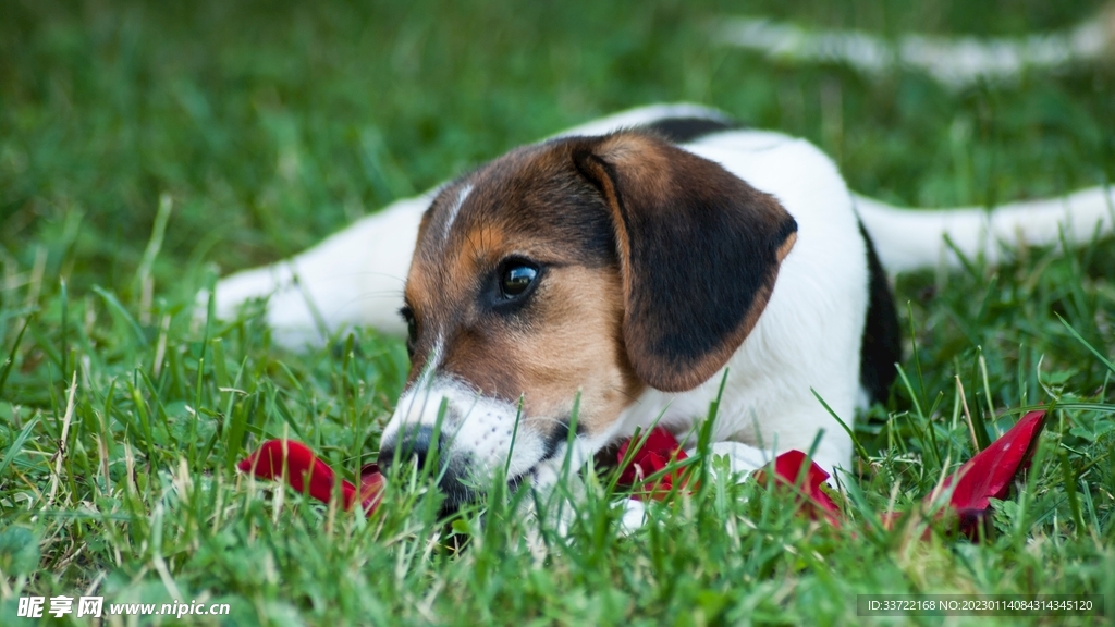 比格犬