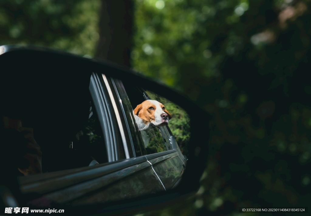 比格犬