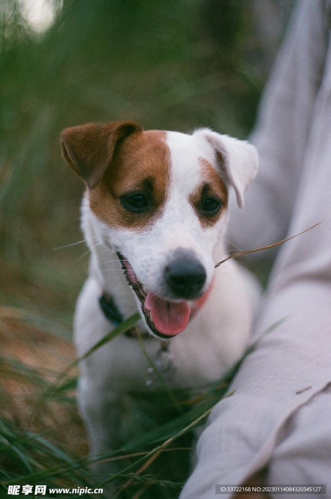 比格犬