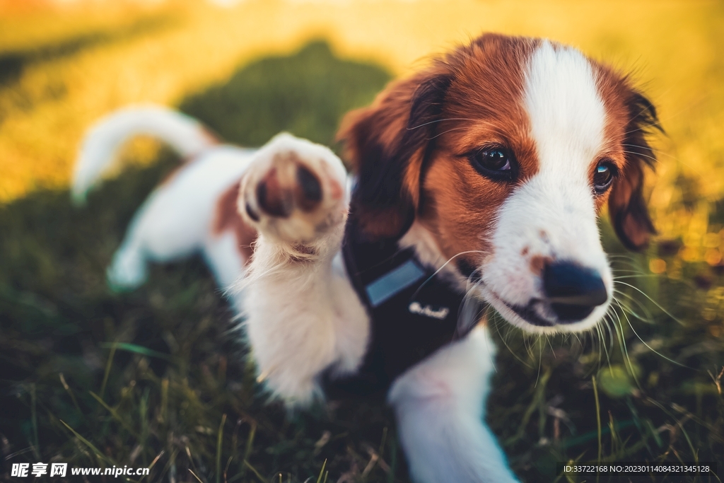比格犬