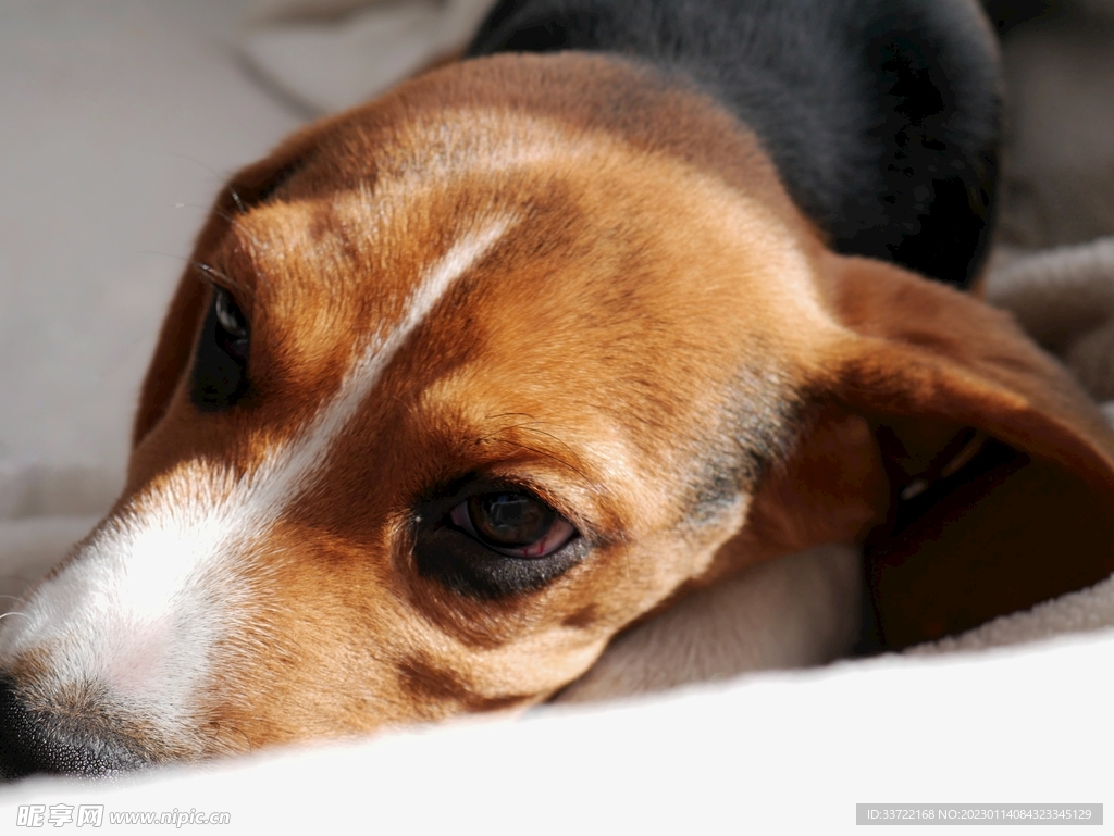 比格犬