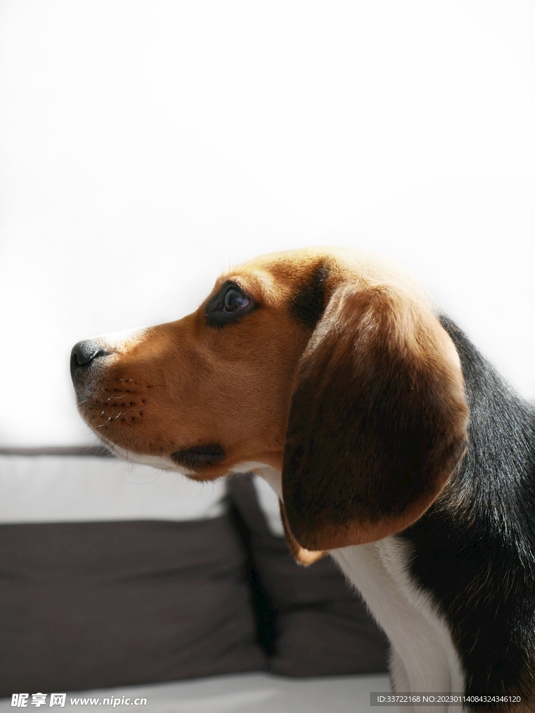 比格犬