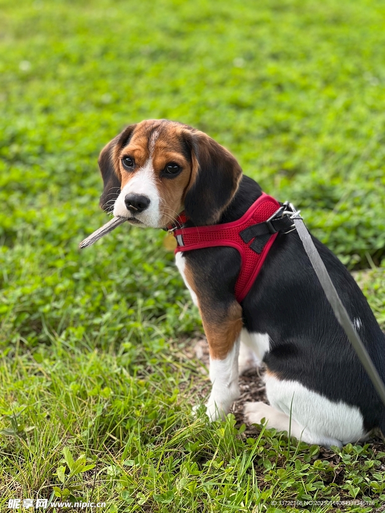 比格犬