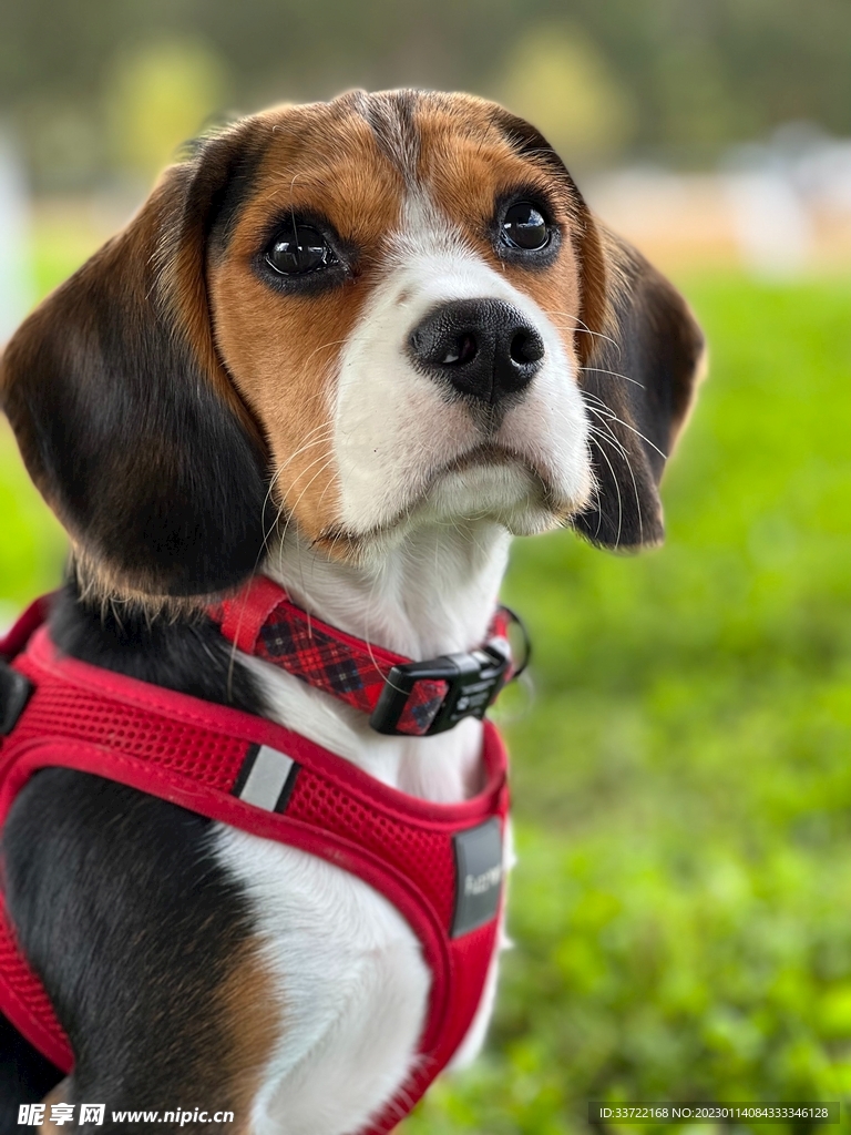 比格犬