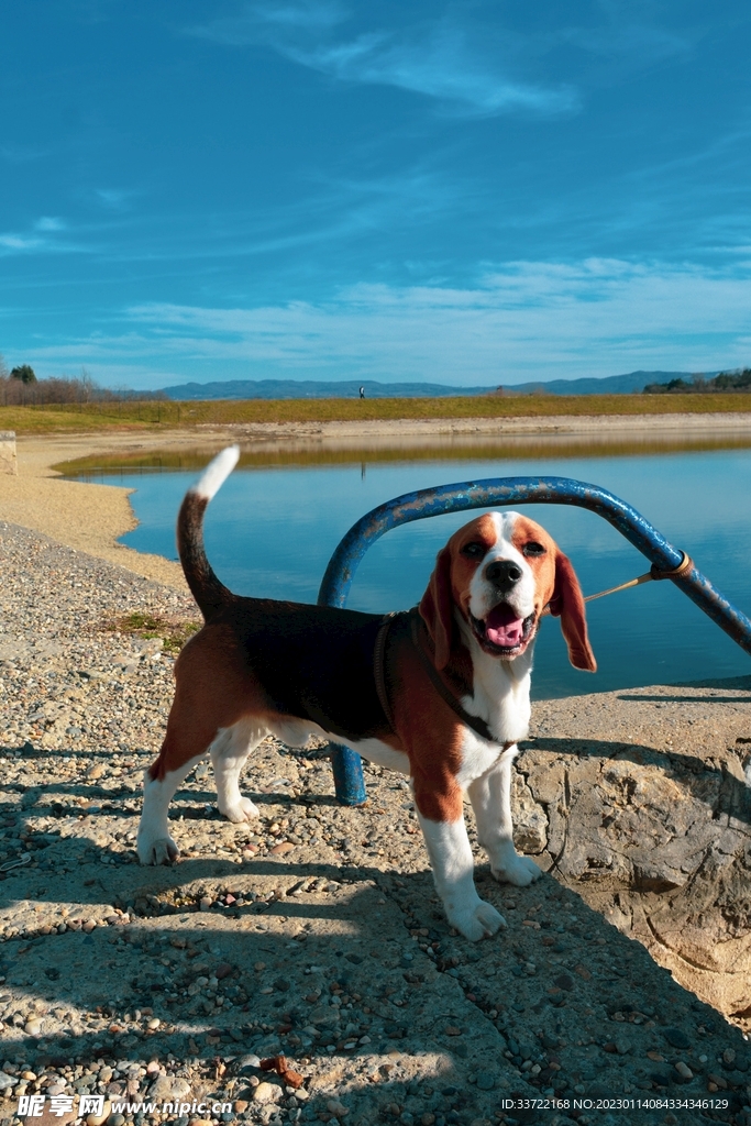 比格犬