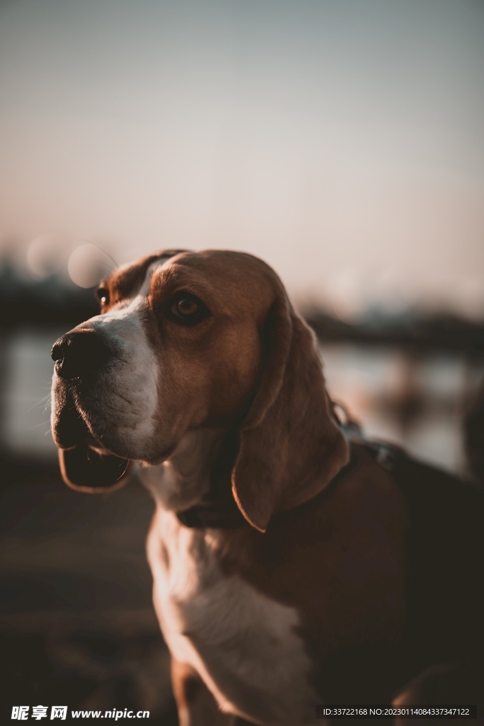 比格犬