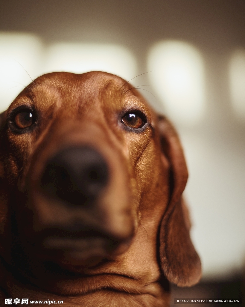 比格犬