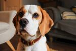 比格犬