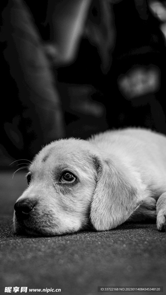 比格犬