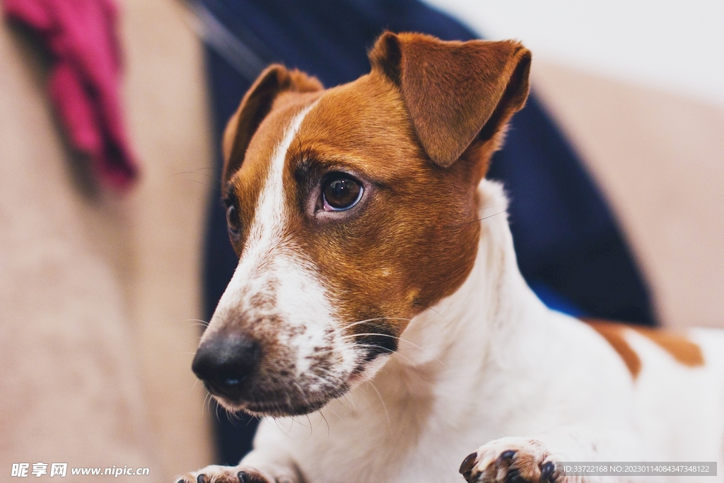 比格犬