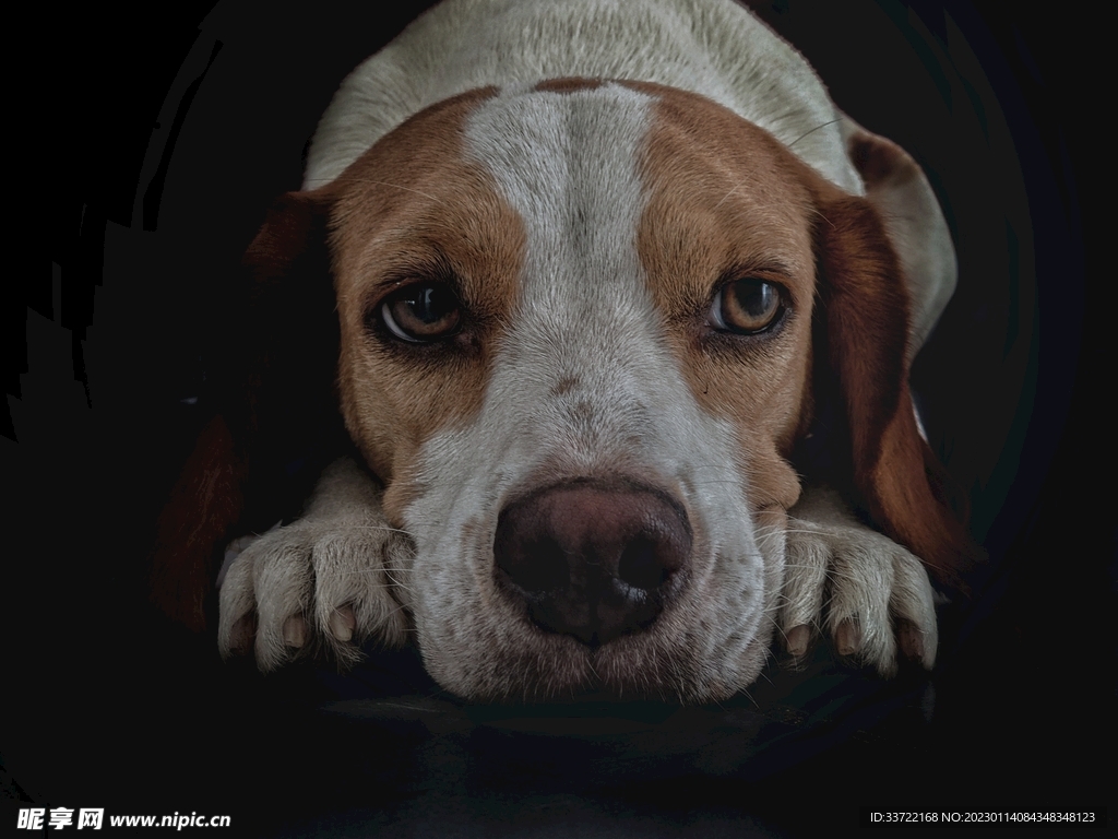 比格犬