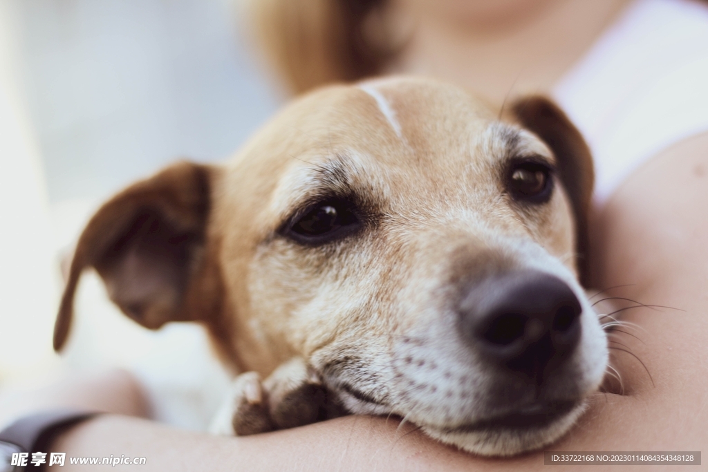 比格犬