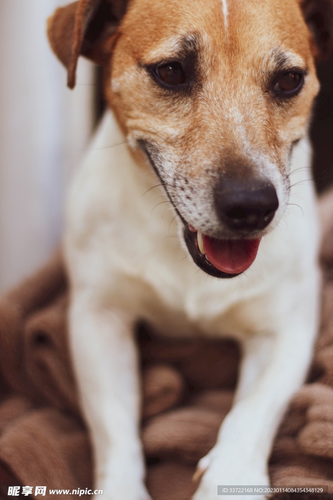 比格犬