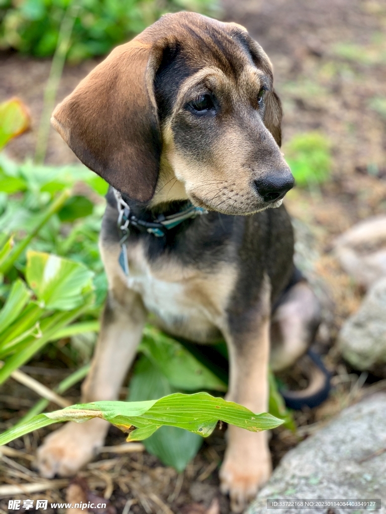 比格犬