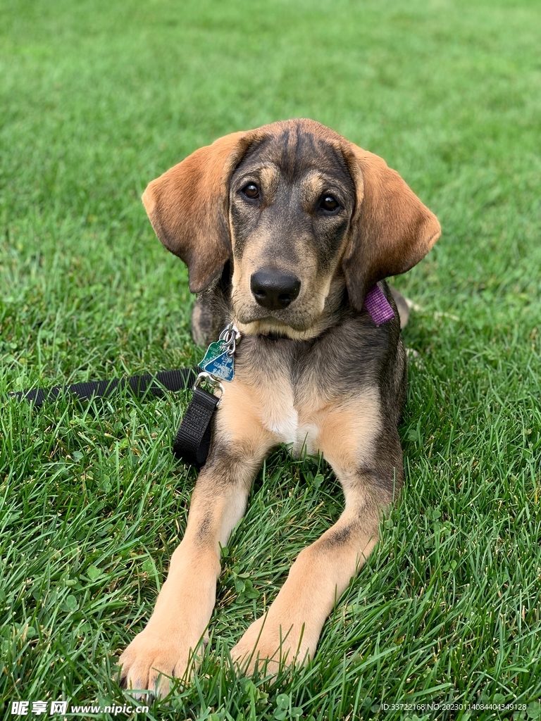 比格犬