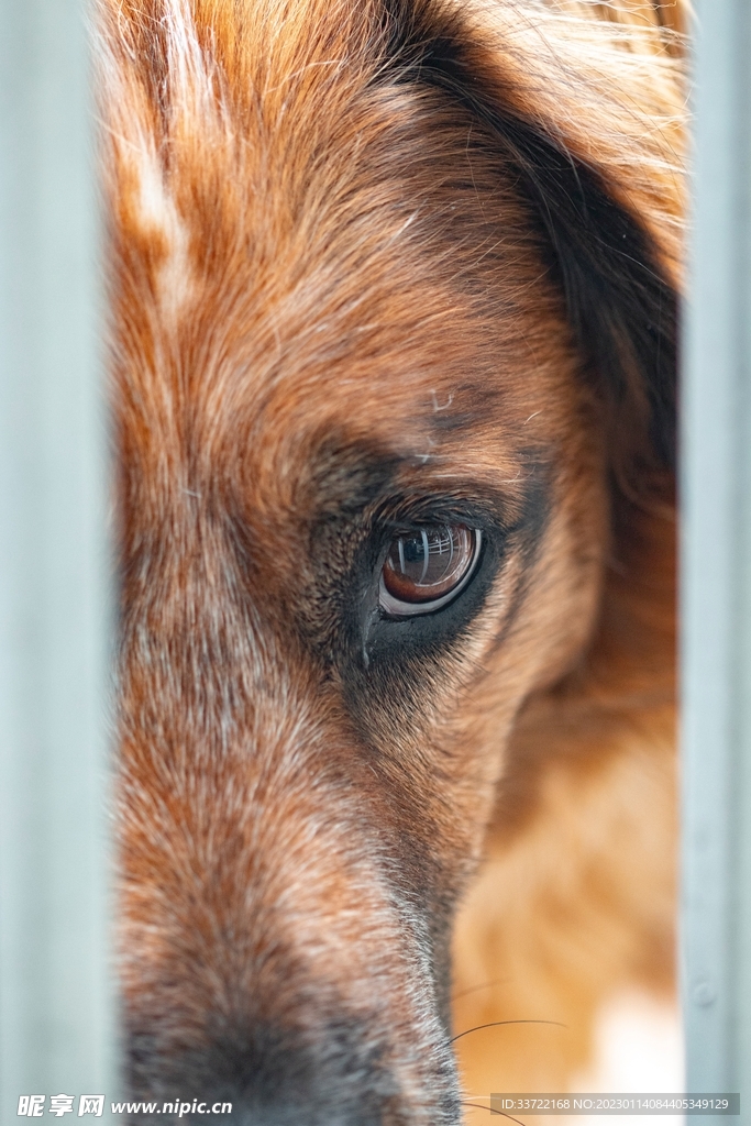 比格犬