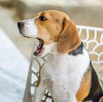 比格犬
