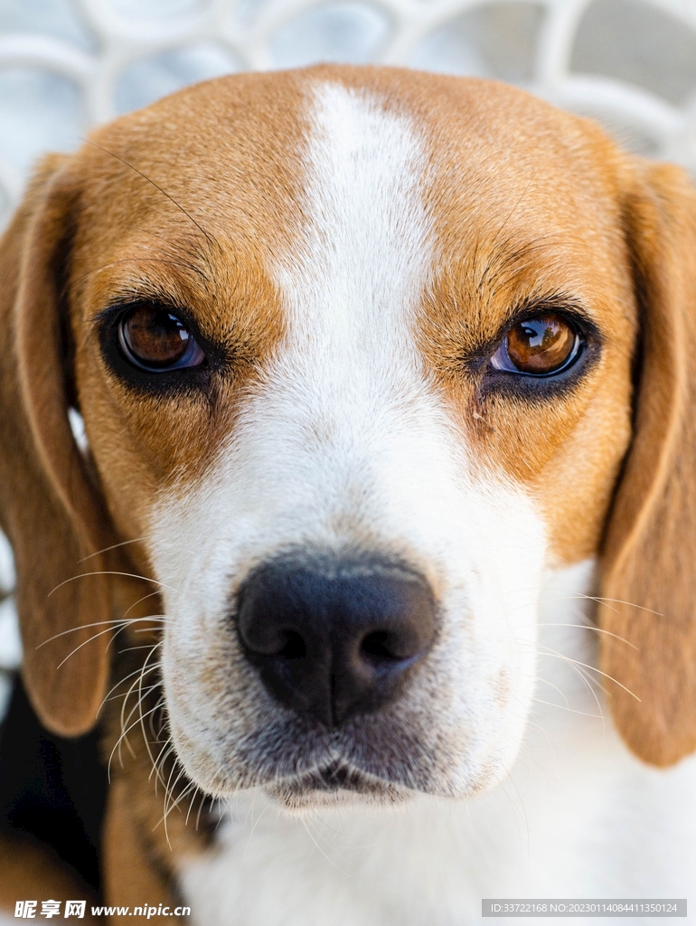 比格犬