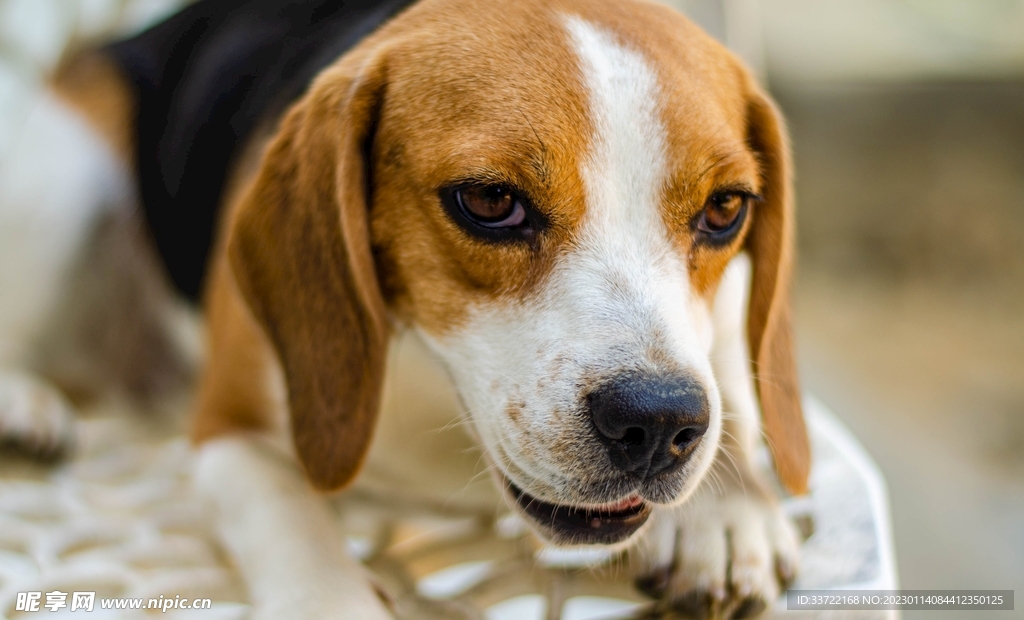 比格犬