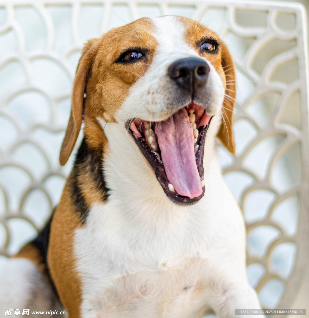 比格犬