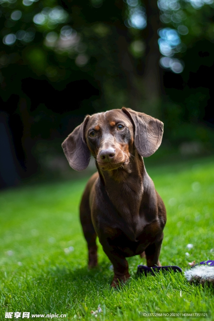比格犬