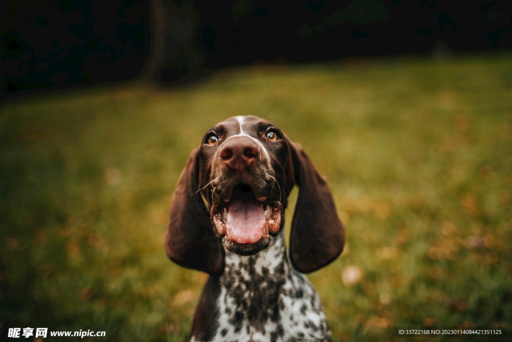 比格犬