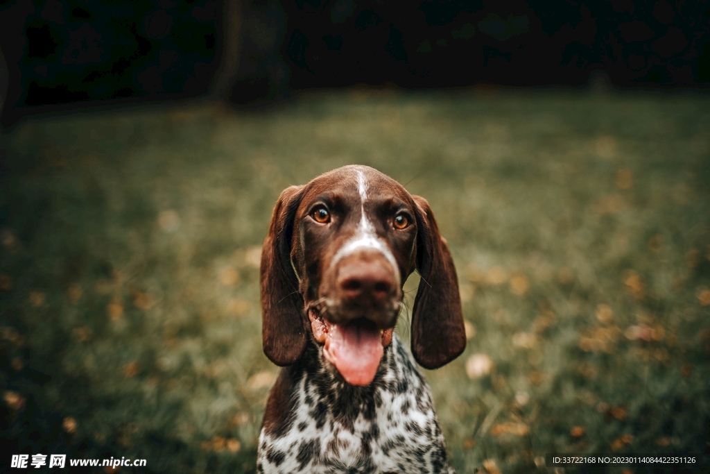 比格犬