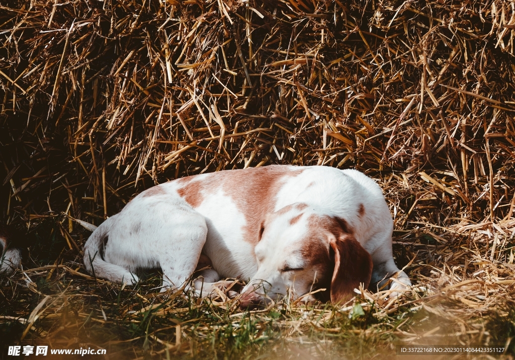 比格犬