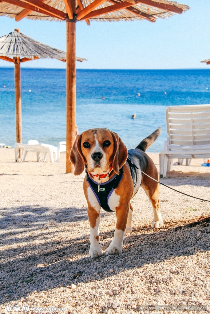 比格犬