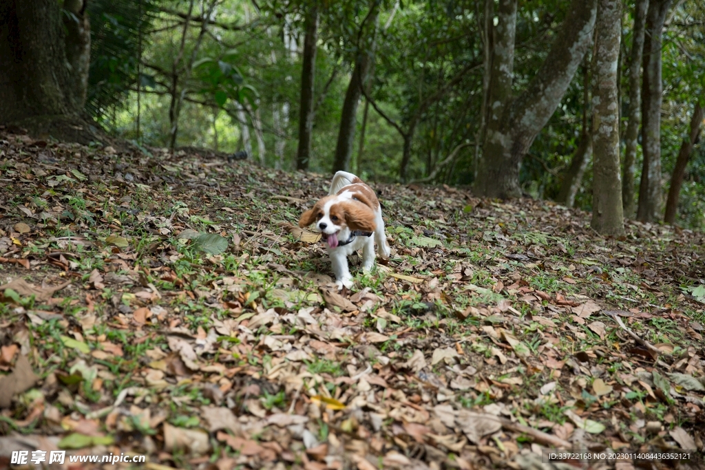 比格犬