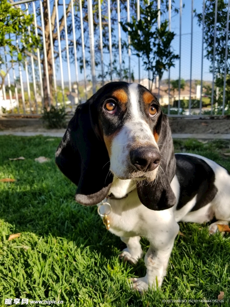 比格犬