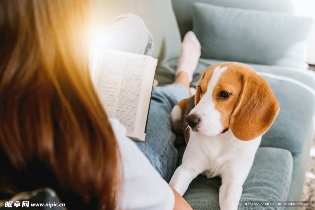 比格犬