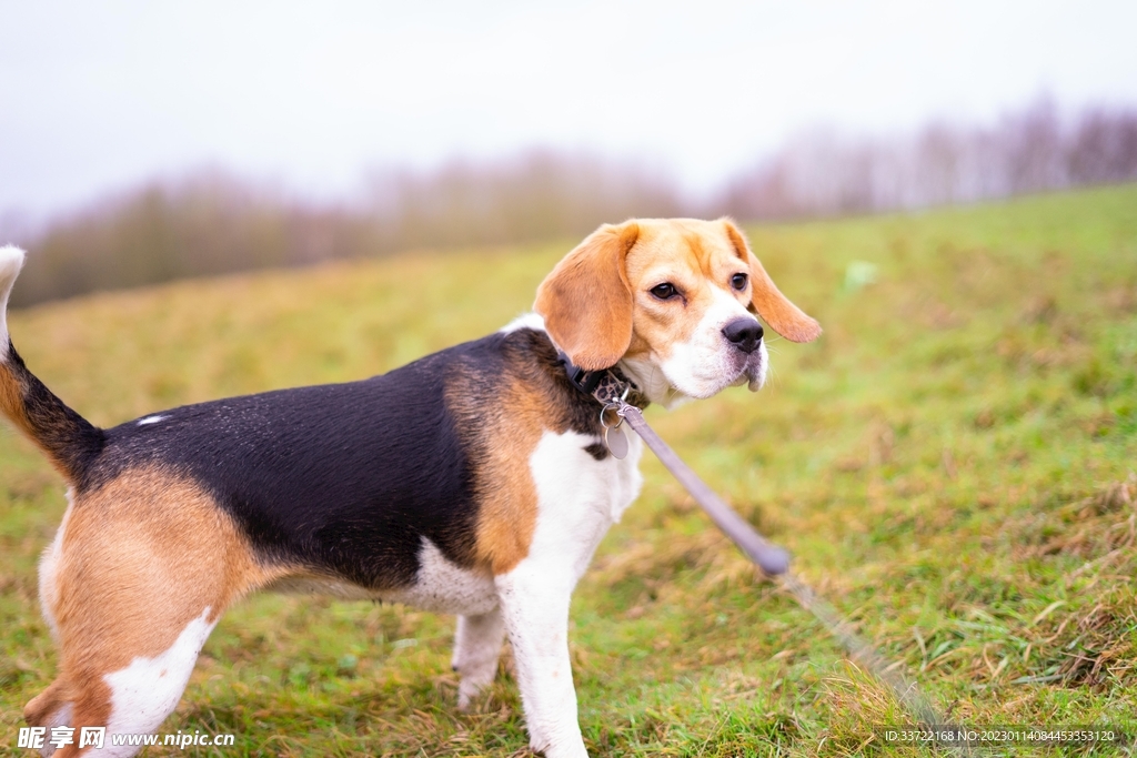 比格犬