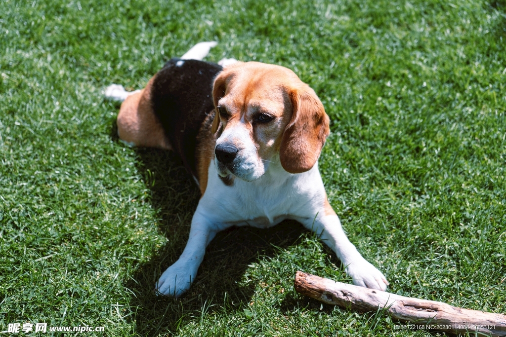 比格犬