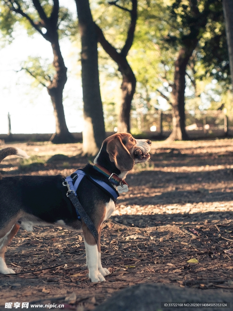 比格犬