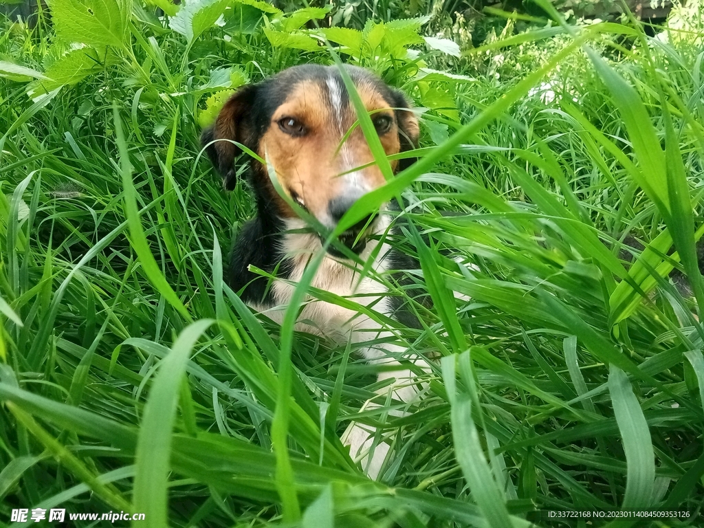 比格犬
