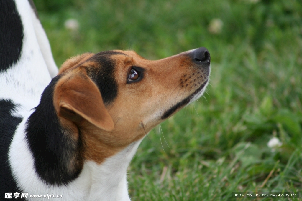 比格犬