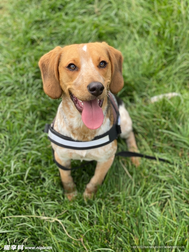 比格犬