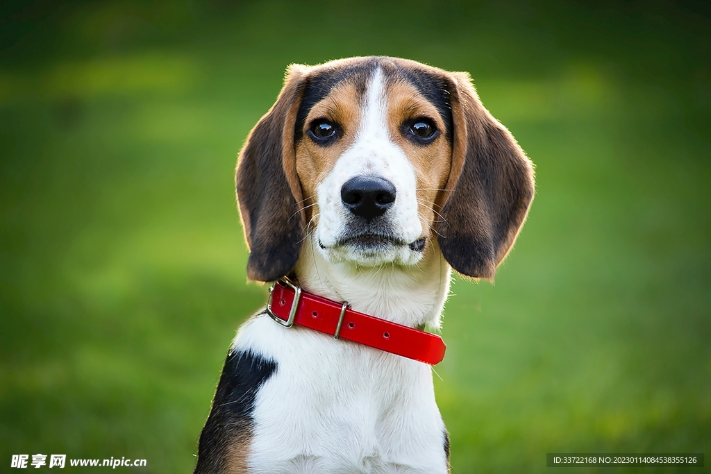 比格犬
