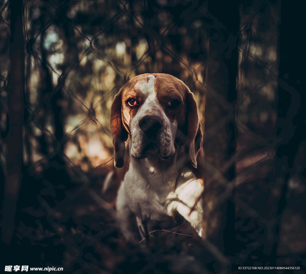 比格犬