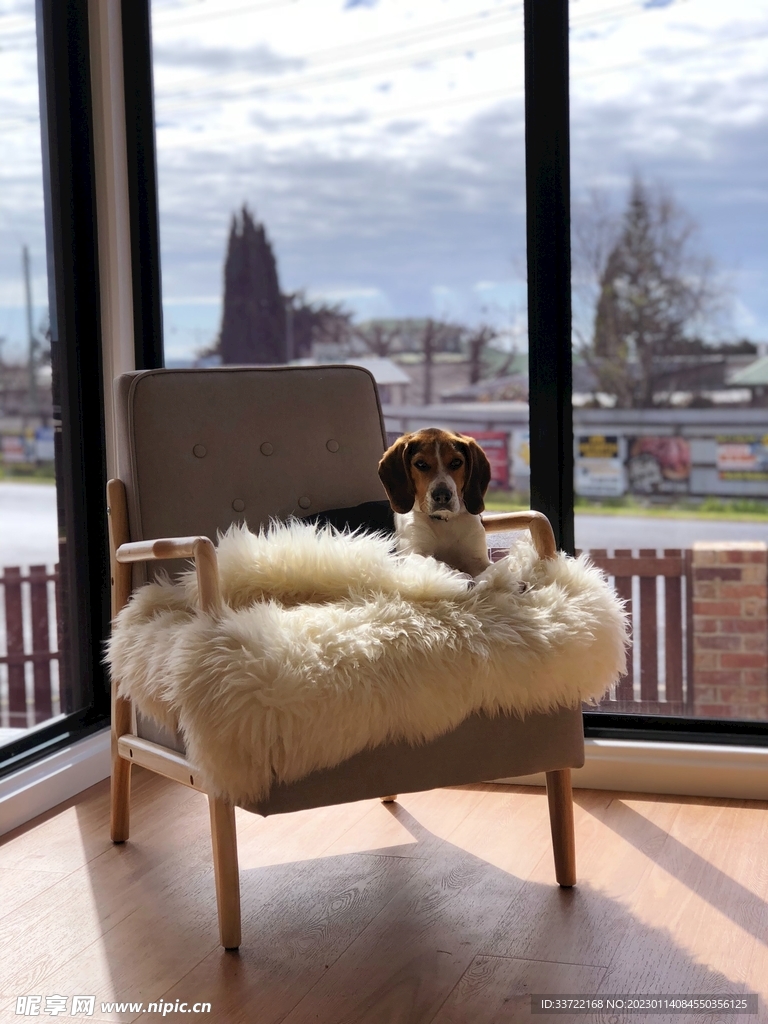 比格犬