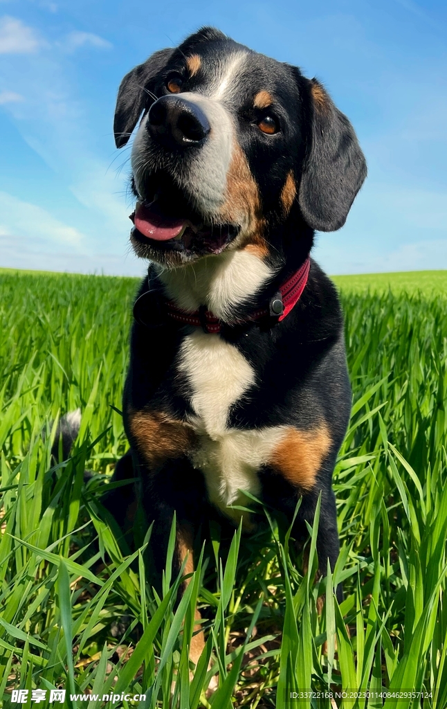 比格犬