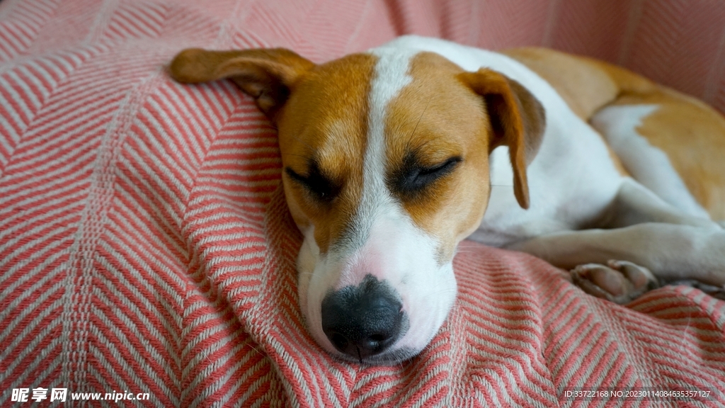 比格犬