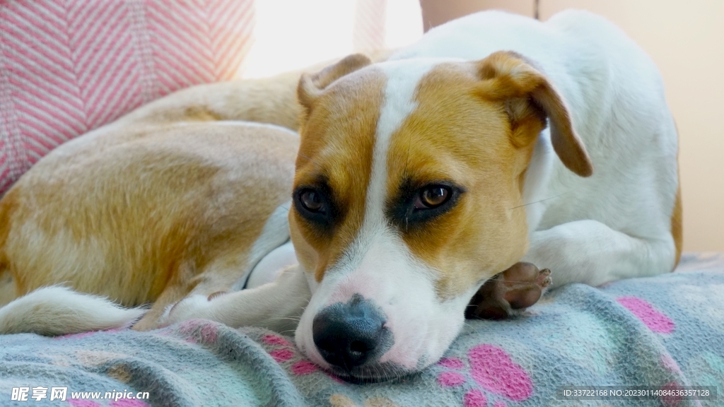 比格犬