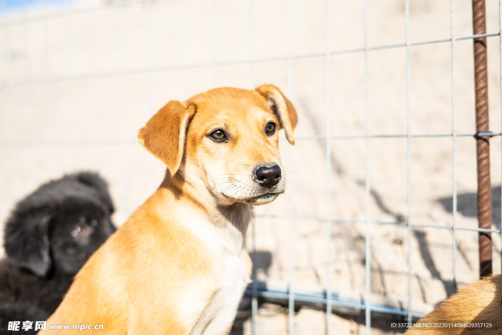 比格犬