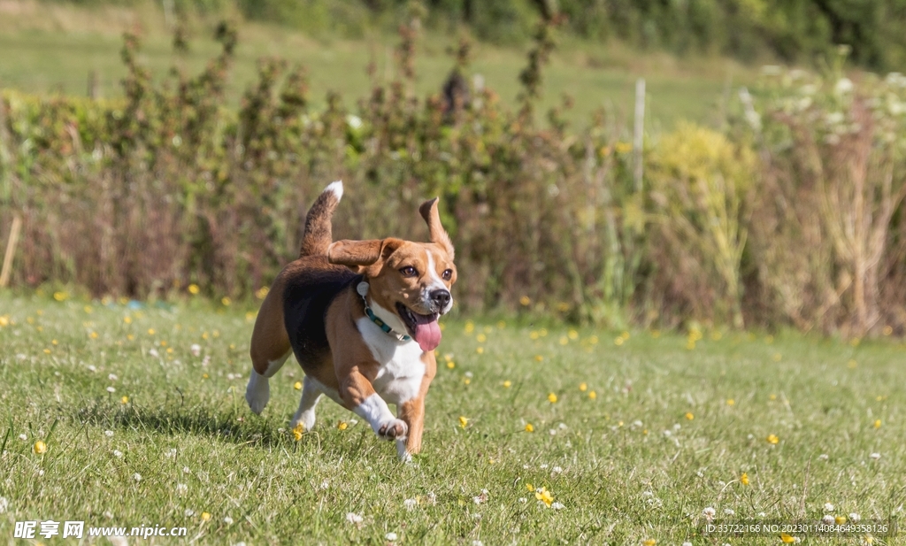 比格犬